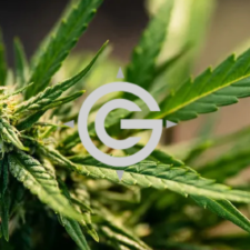 Green Compass Lobbies for Hemp Regulation 